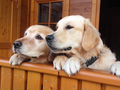 Hundehotel - Doggies: 5 Doggies - auf der Veranda - Feriendorf Oberreit
