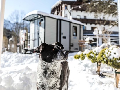 Hundehotel - Trink-/Fressnapf: im Zimmer - Stans (Stans) - Alpenhotel Tyrol - 4* Adults Only Hotel am Achensee