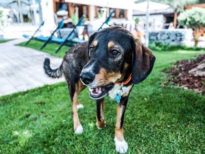 Hundehotel - keine Leinenpflicht im Hotel - Tiroler Unterland - Alpenhotel Tyrol - 4* Adults Only Hotel am Achensee