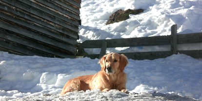 Hundehotel - Doggies: 1 Doggy - Tiroler Oberland - PIZ-Hotel