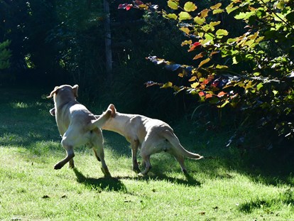 Hundehotel - Doggies: 6 Doggies - 15.000qm Spielwiese - Naturforsthaus 