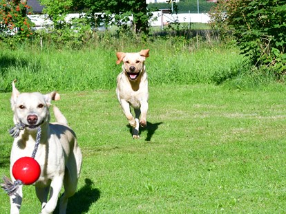 Hundehotel - Doggies: 6 Doggies - Naturforsthaus 