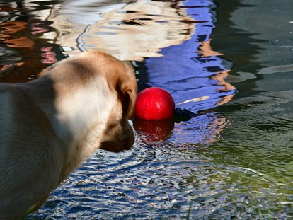 Hundehotel - Bademöglichkeit für Hunde - Österreich - Schwimmteich für Hund und Mensch - Naturforsthaus 