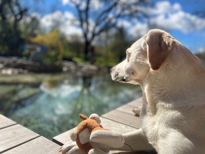 Hundehotel - Preitenegg - Der Hundebadeteich lädt nicht nur Labradore ein zu planschen - Naturforsthaus 