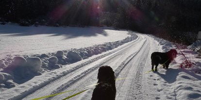 Hundehotel - Internet - Wunderschöne Winterwanderwege in ruhiger abgelegene  Gegend hier gibt es eine gemäßigten Tourismus!! Man begegnet nur ganz selten weitere Hunde auf den Wanderungen !! - Ferienhaus Harmonie