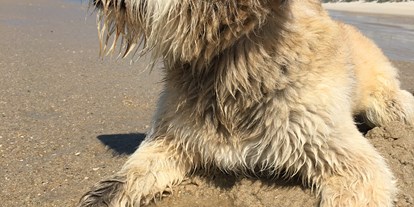Hundehotel - Schwerpunkt: Sonne & Strand - Spielen und im Wasser Plantschen. - Slide Surfcamp