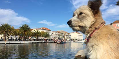 Hundehotel - Pool - Auch ein Ausflug in das nahe gelegene "Venedig Portugals" lohnt sich auf jeden Fall! - Slide Surfcamp