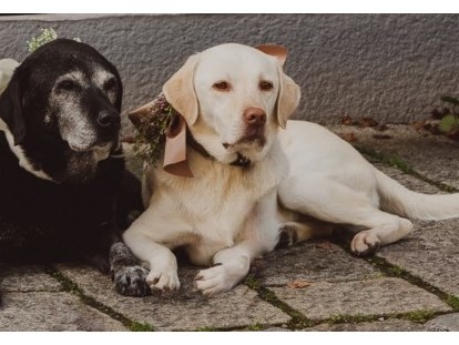 Hundehotel - Salzburg - Ehemalige Chef de Security: Kathi & Lotta - Familien und Vitalhotel Mühlpointhof ***S