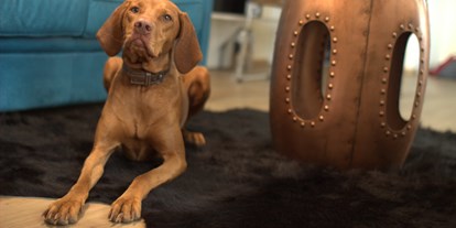 Hundehotel - Hundewiese: nicht eingezäunt - Stubenberg am See - Amedia Luxury Suites Graz