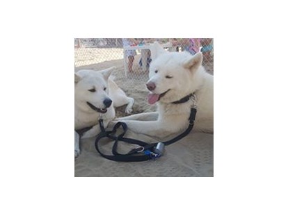 Hundehotel - Doggies: 5 Doggies - Bellaria - Hotel Imperiale