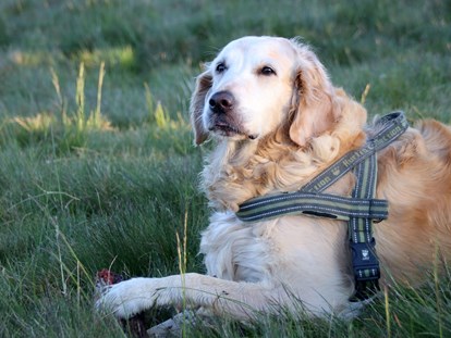 Hundehotel - Umgebungsschwerpunkt: See - Feld am See - Entspannung für Hund und Herrchen - Ortners Eschenhof - Alpine Slowness