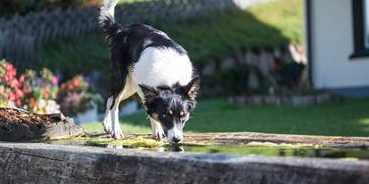 Hundehotel - Trink-/Fressnapf: an der Rezeption - Tweng - Ganzenhubhof
