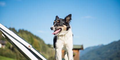 Hundehotel - Hundewiese: nicht eingezäunt - Kaprun - Ganzenhubhof