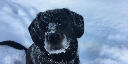 Hundehotel - Doggies: 3 Doggies - Ossiach - Unsere Leni liebt den Schnee - Hotel St. Oswald