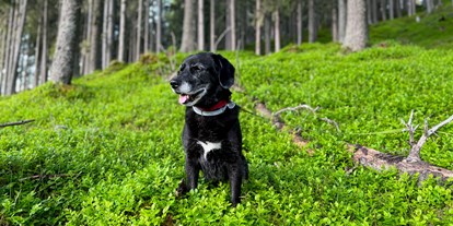 Hundehotel - Verpflegung: Halbpension - Feld am See - Im Wald, direkt hinter dem Hotel, haben Hunde besonders viel Platz zum Toben - Hotel St. Oswald