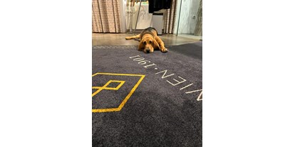 Hundehotel - Hundefutter inklusive - Wien-Stadt - Hotelhund Albert - BoutiqueHOTEL Donauwalzer Wien