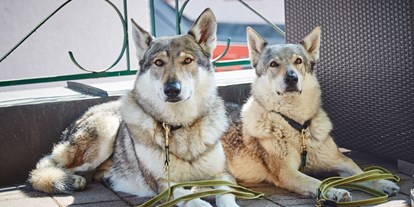 Hundehotel - Unterkunftsart: Hotel - Saalbach - Hunde auf der Terrasse - Hotel Wechselberger