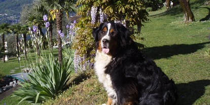Hundehotel - Dogsitting - Brissago - Parco San Marco - Parco San Marco Lifestyle Beach Resort