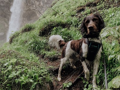 Hundehotel - Doggies: 3 Doggies - Österreich - Wanderung mit Ihrem Hund vom Gut Weissenhof zum Johanneswasserfall und zur Weissenhof Almhütte - Hotel Gut Weissenhof ****S