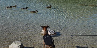 Hundehotel - Umgebungsschwerpunkt: am Land - Leoben (Leoben) - Hund am Erlaufsee - AKTIVHOTEL Weisser Hirsch