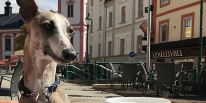 Hundehotel - Umgebungsschwerpunkt: am Land - Mariazell - Oscar Hotelterrasse - AKTIVHOTEL Weisser Hirsch
