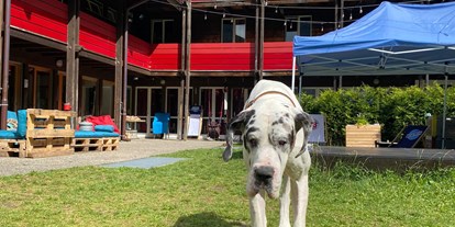 Hundehotel - Doggies: 1 Doggy - Berner Oberland - Alpine BASE Hostel
