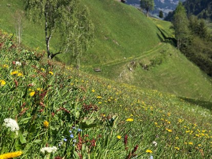 Hundehotel - Nationalpark Hohe Tauern - Sommer im Großarltal - tolle Wanderungen und Bergtouren warten auf Sie! - Hotel Bergzeit