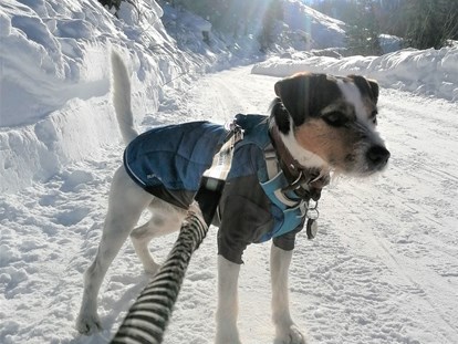 Hundehotel - Doggies: 4 Doggies - Schöne Spazierwege gibt es im ganzen Tal. - Hotel Bergzeit
