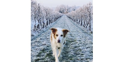 Hundehotel - Schwerpunkt: spezielle Unterkunft - Winterspaziergang zwischen den Weinreben. - FeWo-Oppenheim