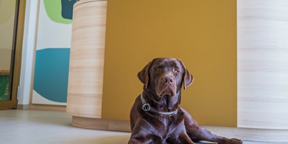Hundehotel - keine Leinenpflicht im Hotel - Graz und Umgebung - Rezeption - Hi5-Hotel Seiersberg