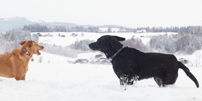 Hundehotel - Hundewiese: nicht eingezäunt - Unken - Arabella Jagdhof Resort am Fuschlsee, a Tribute Portfolio Hotel