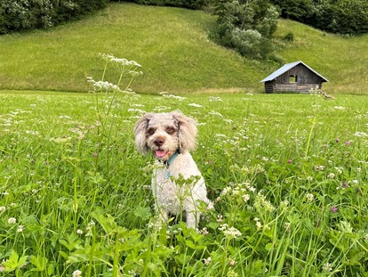 Hundehotel - Hundewiese: nicht eingezäunt - Bayern - In der Natur - Bader Suites