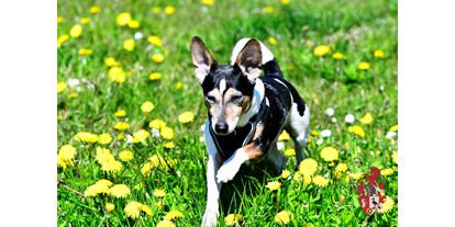 Hundehotel - Doggies: 3 Doggies - Mecklenburg-Vorpommern - Unser Haushund Max freut sich auf Sie und Ihre Vierbeiner. - Hotel Gut Tribbevitz 