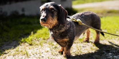 Hundehotel - Hund im Restaurant erlaubt - Ahrntal - Das Bramberg | Wildkogel Resorts