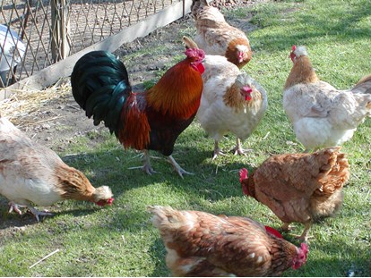 Hundehotel - Fehring - unsere eigenen Hühner liefern täglich Eier für Deine Lieblings-Eierspeise - Landhaus FühlDichWohl- Boutique Hotel