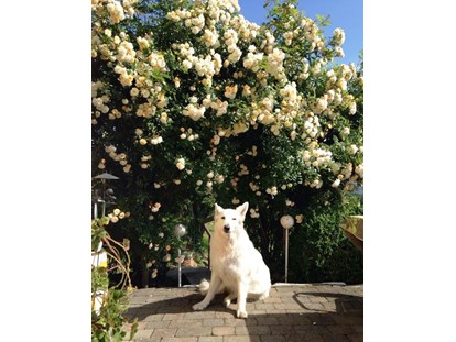Hundehotel - Tieschen - unser wunderbar blühende Rosenbogen - Eintritt in unseren großen Naturgarten! - Landhaus FühlDichWohl- Boutique Hotel