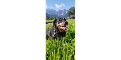 Hundehotel - Wäschewechsel - Max auf Sommerfrische - apartments gosaukamm.com