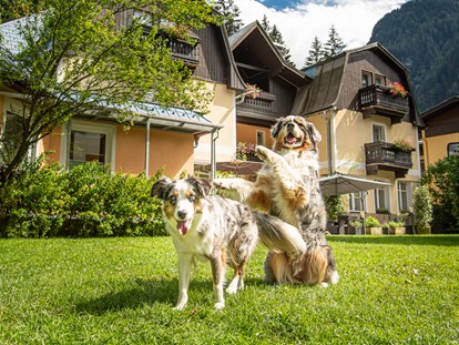 Hundehotel - Hund im Restaurant erlaubt - Radstadt - 4000m² Hundewiese da ist für jeden Platz - GRUBERS Hotel Apartments Gastein