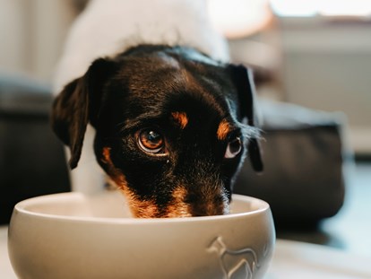 Hundehotel - Hundewiese: nicht eingezäunt - Münsterland - Hund im Zimmer - Parkhotel Gütersloh
