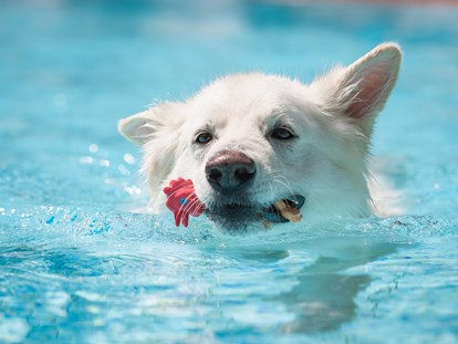 Hundehotel - Bademöglichkeit für Hunde - Ostbayern - Hundepool - Seehotel Moldan