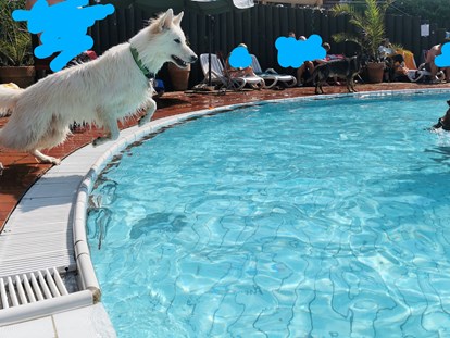Hundehotel - Postmünster - Springen vom Beckenrand für Hunde erlaubt - Seehotel Moldan