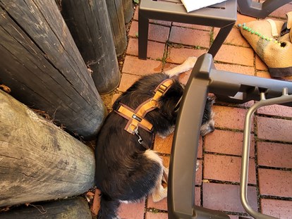 Hundehotel - Hund im Restaurant erlaubt - Bayern - Seehotel Moldan