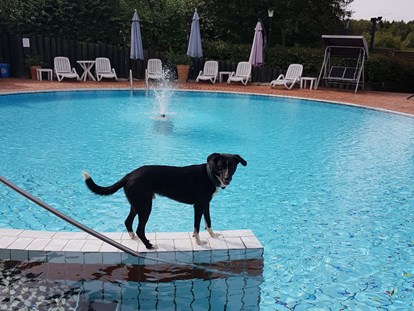 Hundehotel - ausschließlich für Hundeliebhaber - Pool - Seehotel Moldan