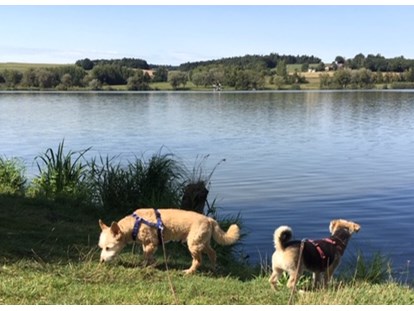 Hundehotel - ausschließlich für Hundeliebhaber - Hunde am See - Seehotel Moldan