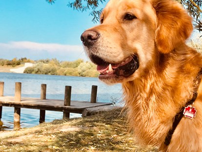 Hundehotel - ausschließlich für Hundeliebhaber - Seehotel Moldan