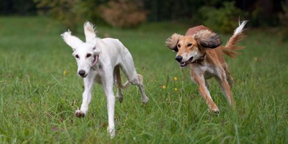 Hundehotel - Hundewiese: eingezäunt - Bad Wiessee - Resorthotel Chalet Valley