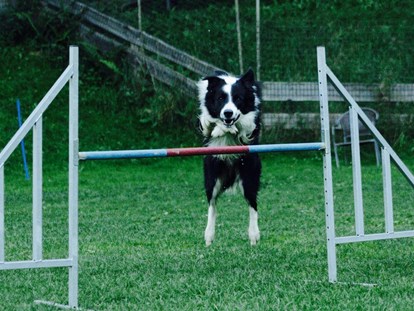 Hundehotel - keine Leinenpflicht im Hotel - Tweng - Trainings am Freiplatz - Hotel Grimming Dogs & Friends