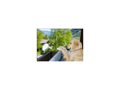Hundehotel - Hund im Restaurant erlaubt - Hüttschlag - Hotel Grimming Dogs & Friends
