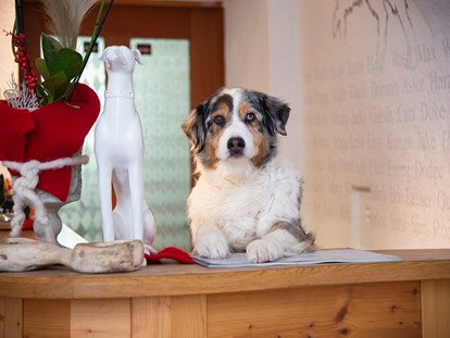 Hundehotel - keine Leinenpflicht im Hotel - Leogang - Hotel Grimming Dogs & Friends
