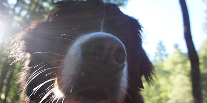 Hundehotel - keine Leinenpflicht im Hotel - Samnaun Dorf - Hunde willkommen - Der Kleinwalsertaler Rosenhof